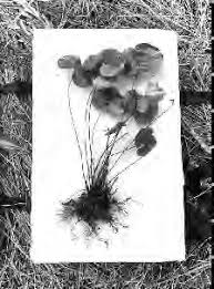 Image result for Mohria lepigera