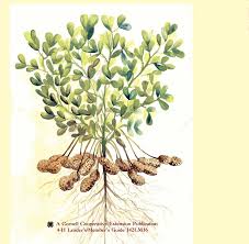 Marcia Eames-Sheavly