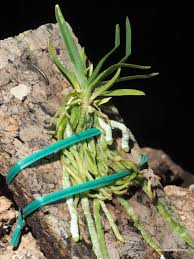 Image result for Angraecum cultriforme