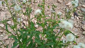 Image result for Crassocephalum radiatum