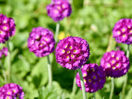 Image result for Primulaceae