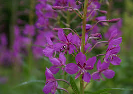 A few quick tips on how to cope with different types of weeds are also provided. Rosebay Willowherb 9cm Pots Epilobium Augustifolium Uk Delivery Naturescape