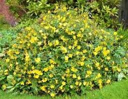 Check spelling or type a new query. How To Grow Hypericum