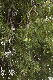 Image result for Secamone stuhlmannii