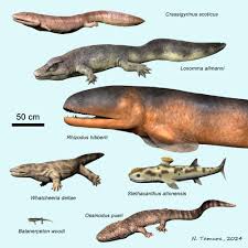 Image result for Macrotyloma rupestre × densiflo