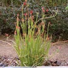 We did not find results for: Free Succulent Clippings Slipper Plant Gardening Seeds Bulbs Listia Com Auctions For Free Stuff