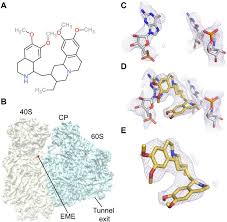 Maybe you would like to learn more about one of these? Cryo Em Structure Of The Plasmodium Falciparum 80s Ribosome Bound To The Anti Protozoan Drug Emetine Elife