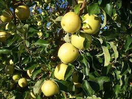 Let us quote you on large quantities of items that may be in surplus at various times or special varieties we grow that are too limited to be listed on the site. Planting Fruit Trees In North Texas Premier Nursery Planting Fruit Trees Plants Apple Tree