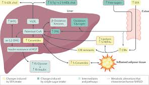 Science biology q&a library carbohydrates are stored in the liver and muscles in the form of a.glucose. Dietary Carbohydrates And Fats In Nonalcoholic Fatty Liver Disease Nature Reviews Gastroenterology Hepatology