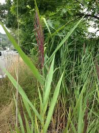 Image result for Loudetia phragmitoides