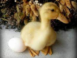 Duck Breeds For Backyard Flocks Hgtv