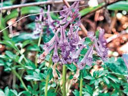 The classic russian sage (perovskia, usda zones 6 to 9) gives lavender a run for its money as the most common purple plant in today's gardens. Fumewort Is One Of The Nicest Perennial Woodland Wildflowers Cape Gazette