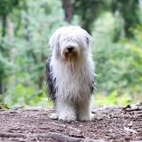 Image result