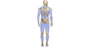 There also are bands of fibrous connective tissue—the. Human Back Bones Back Of Human Skeleton Dk Find Out