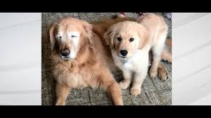 Because they combine exceptional intelligence with an eagerness to please, golden retriever puppies are relatively easy to train. Blind Golden Retriever Gets Very Own Guide Puppy Wthr Com