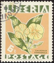 Image result for Callichilia orientalis