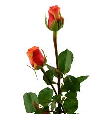 You can also filter out items that offer free shipping, fast delivery or free return. Hot Sale Desert Rose Plants For Birthdays From China For Sale Export Fresh Cut Flowers Roses Golden 1 2 Days 0 6 0 8 60 Cms Buy Desert Rose Plants For Sale Export Fresh Cut