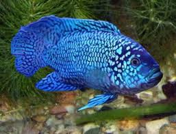  Jack Dempsey Fish Rocia Octofasciata Ornamental Fish Ciclideos Peixes Ornamentais Peixes