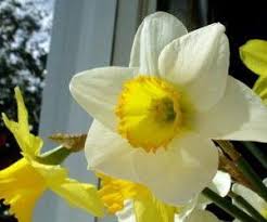 What S The Difference Between Daffodils Jonquils And Buttercups Today S Homeowner Yellow Flowers Names Simple Wedding Flowers Jonquil Flowers