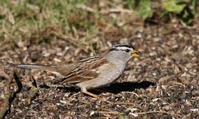 Is It Ok To Throw Bird Seed On The Ground What Birds Are In My Backyard
