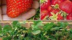 Cilek Fidesi Dikimi Bakimi Ve Gubrelemesi Cilek Cilek Ekimi Organik Bahcecilik