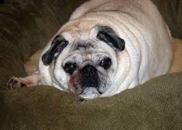 pug dog weight overweight pugs