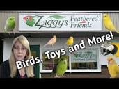 Come Explore Ziggy's Feathered Friends: The Coolest Bird Store ...