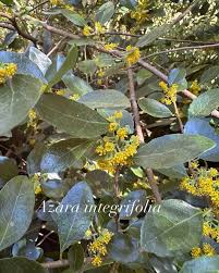Image result for Volkameria glabra