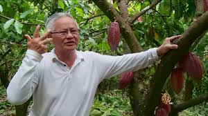 Each seed contains a significant amount of. Cocoa Malaysia Video Clip By Al Jazeera Arabic Youtube