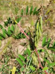 Image result for Indigofera astragalina
