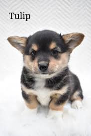 Pembroke welsh corgi puppies for sale akc registered michigan indiana ohio new york pembroke welsh corgi available show champion lines. Pembroke Welsh Corgi Puppies For Sale In Oh Lancaster Puppies