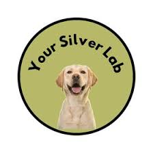 Favorite this post jun 13 leopard gecko Silver Lab Labrador Puppies Golden Retriever Guide Yoursilverlab1 Profile Pinterest