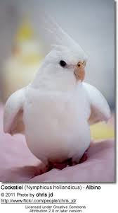 Baby Birds With Yellow Tail Feathers The Cockatiel Has Long Tail Feathers Roughly Making Up Half Of Its Total Length Its Distinctive Pointed Yellow Crest Is Held E Pet Birds Cockatiel Cute Birds