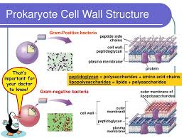 Plant cell wall vs bacterial cell wall. Ppt Bacteria Powerpoint Presentation Free Download Id 2924652