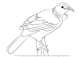 Learn How To Draw A Tui Bird Birds Step By Step Drawing Tutorials In 2020 Tui Bird Drawing Pictures Of Birds Bird Drawings