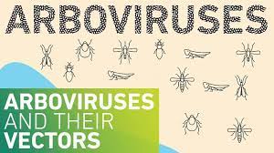 Arboviruses And Their Vectors Youtube