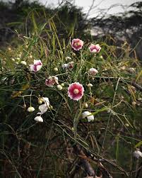 Image result for Pavonia burchellii