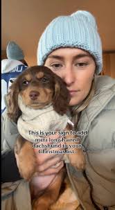 Mini Long Haired Dachshund Christmas