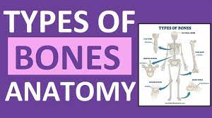 Types Of Bones Anatomy Long Short Flat Irregular Sesamoid Sutural Youtube