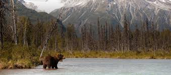 North America Hunting Trips Bookyourhunt Com
