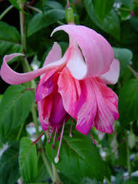 Risultati immagini per Naturaleza perfecta. Fuchsia.