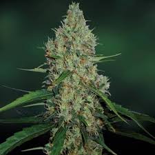 The seeds come from barneys coffee shop. Barney S Farm G13 Haze Seeds For Sale