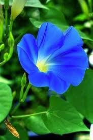 Tumblr Nfydmx20mp1s46y1mo1 400 Jpg 334 500 Pixels Morning Glory Flowers Beautiful Flowers Blue Morning Glory