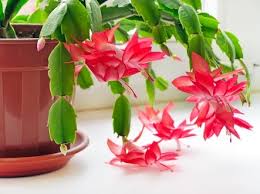 Due to its trailing stems, the rat tail cactus is grown in hanging pots. 7 Beautiful Flowering Succulents To Plant Asap Bouqs Blog