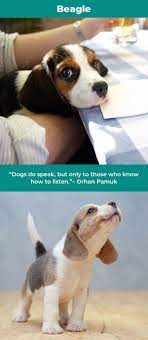 beagle puppies beaglelove beagles funny beagle dog beagle puppy dogs