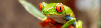 Pupillen bei Fröschen: Diese 7 Formen gibt's