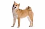 Shiba Inu (Shiba) Puppies For Sale - AKC PuppyFinder