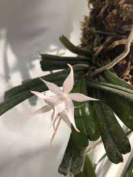 Image result for Aerangis kirkii