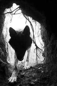 Black And White Photos Of Animals In Shadows In The Shadows Of Wolves And Man Animals Animals Beautiful Animals Wild
