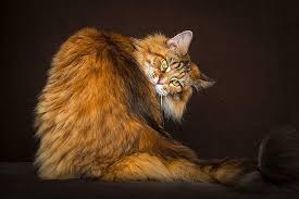 Maine Coon Panosundaki Pin